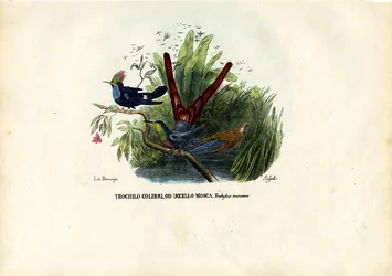 Colibrì, 1863-79